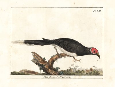 Malkoha rudolíčí, Phaenicophaeus pyrrhocephalus. Zranitelný. (Malkoha rudohlavý, Cuculus pyrrhocephalus.) Ručně kolorovaný mědirytin nakreslený a vyrytý Johnem Lathamem z jeho vlastní A General History of Birds, Winchester od John Latham