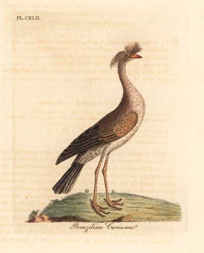 Seriema rudonohá nebo cariama chocholatá, Cariama cristata (brazilská cariama, Palamedea cristata). Ručně kolorovaný mědiryt nakreslený a rytý Johnem Lathamem z jeho vlastní A General History of Birds, Winchester od John Latham