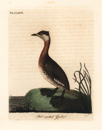Potápka rudokrká, Podiceps grisegena (Podiceps rubricollis). Ručně kolorovaný mědirytin nakreslený a vyrytý Johnem Lathamem z jeho vlastní A General History of Birds, Winchester od John Latham