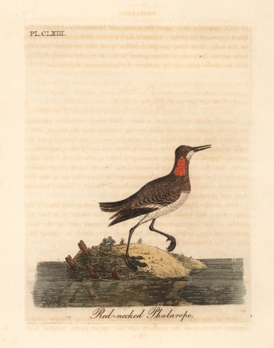 Falaropus rudokrký, Phalaropus lobatus (Phalaropus hyperboreus). Ručně kolorovaný mědiryt nakreslený a rytý Johnem Lathamem z jeho vlastní A General History of Birds, Winchester od John Latham