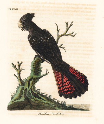 Kakadu černoocasý, Calyptorhynchus banksii (kakadu bankovní, Psittacus banksii). Ručně kolorovaný mědirytin nakreslený a vyrytý Johnem Lathamem z jeho vlastní A General History of Birds, Winchester od John Latham