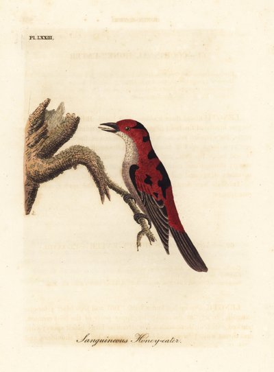 Myzomela šarlatová, Myzomela sanguinolenta (Medojed krevní, Certhia sanguinolenta). Austrálie. Ručně kolorovaný mědirytin nakreslený a vyrytý Johnem Lathamem z jeho vlastní A General History of Birds, Winchester od John Latham