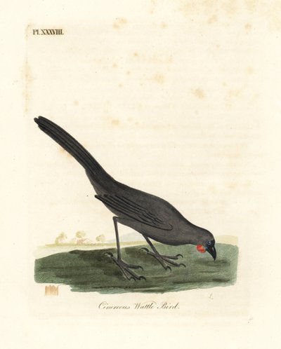 Jižní ostrov, Nový Zéland kokako, Callaeas cinerea cinerea, prohlášen za vyhynulý v roce 2007 (Cinereous wattle bird, Calloeas cinerea). Ručně kolorovaný mědiryt nakreslený a rytý Johnem Lathamem z jeho vlastní A General History of Birds, Winchester od John Latham