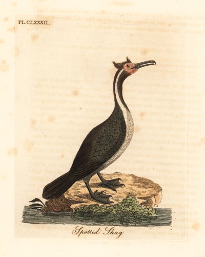 Strakatý soulož nebo parekareka, Phalacrocorax punctatus (Pelecanus punctatus). Ručně kolorovaný mědirytin nakreslený a vyrytý Johnem Lathamem z jeho vlastní A General History of Birds, Winchester od John Latham