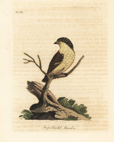 Pardalot pruhovaný, Pardalotus striatus (Manakin pruhovaný, Pipra striata). Ručně kolorovaný mědirytin nakreslený a vyrytý Johnem Lathamem z jeho vlastní A General History of Birds, Winchester od John Latham