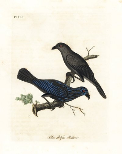 Špaček pruhovaný, Aplonis striata (Modrý pruhovaný váleček, Coracias striata). Ručně kolorovaný mědiryt nakreslený a rytý Johnem Lathamem z jeho vlastní A General History of Birds, Winchester od John Latham