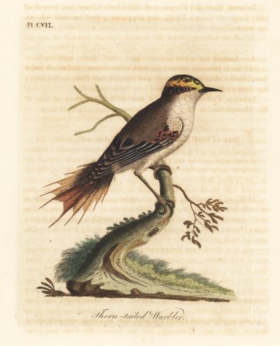 rayadito trnoocasý, Aphrastura spinicauda (pěnice trnoocasá, Sylvia spinicauda). Ručně kolorovaný mědiryt nakreslený a rytý Johnem Lathamem z jeho vlastní A General History of Birds, Winchester od John Latham