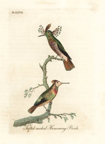 Kohouti chocholatí, Lophornis ornatus (kolibříci chocholatí, Trochilus ornatus). Muži a ženy. Ručně kolorovaný mědirytin nakreslený a vyrytý Johnem Lathamem z jeho vlastní A General History of Birds, Winchester od John Latham