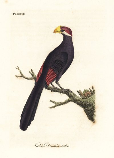 Fialový turaco nebo jitrocele fialový, Musophaga violacea. Ručně kolorovaný mědirytin nakreslený a vyrytý Johnem Lathamem z jeho vlastní A General History of Birds, Winchester od John Latham