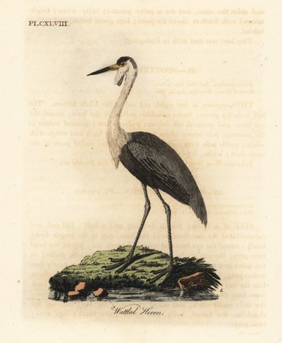 Proutí lebka, Bugeranus carunculatus. Zranitelné. (volavka chocholatá, Ardea carunculata). od John Latham