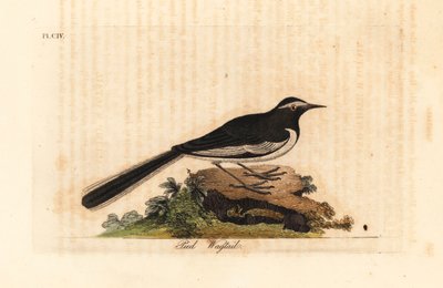 Konipas bílobrvý zlatý široký konipas, Motacilla maderaspatensis. (Konipas indický). Ručně kolorovaný mědirytin nakreslený a vyrytý Johnem Lathamem z jeho vlastní A General History of Birds, Winchester od John Latham