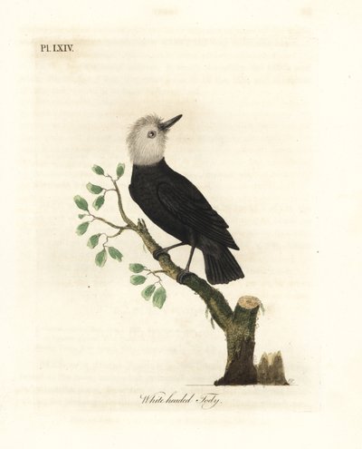 Bělohlavý bahenní tyran, Arundinicola leucocephala (Bílohlavý tody, Todus leucocephalus). Ručně kolorovaný mědirytin nakreslený a vyrytý Johnem Lathamem z jeho vlastní A General History of Birds, Winchester od John Latham