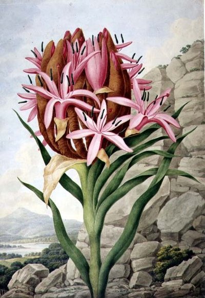 PD.757-1973 Spear Lily (Doryanthes excellsa) od John Lindley