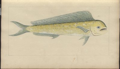 Lindsay Drawings Vol. VII od John Lindsay