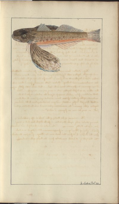 Lindsay Drawings Vol. VII od John Lindsay