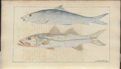 Lindsay Drawings Vol. VII od John Lindsay