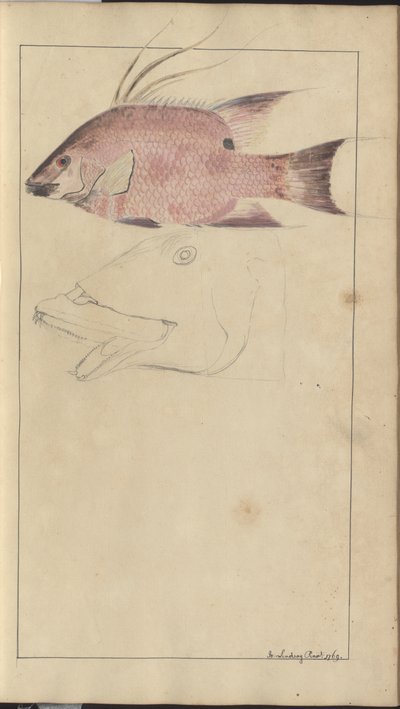 Lindsay Drawings Vol. VII od John Lindsay