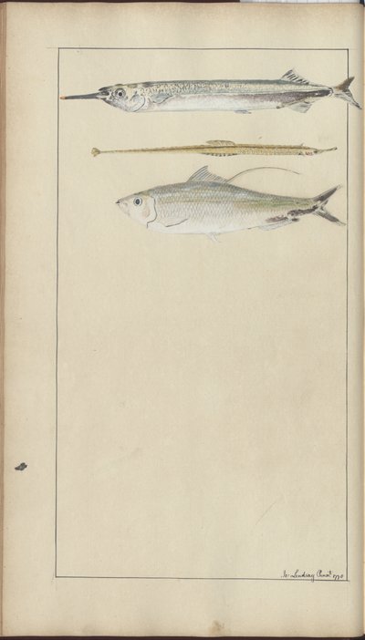 Lindsay Drawings Vol. VII od John Lindsay
