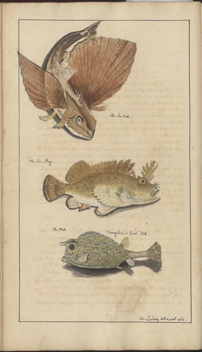 Lindsay Drawings Vol. VII od John Lindsay