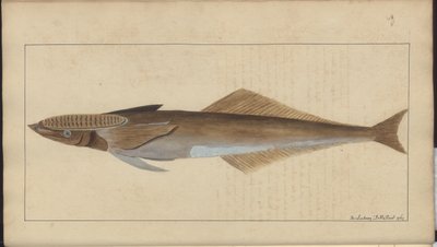 Lindsay Drawings Vol. VII od John Lindsay