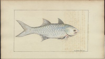 Lindsay Drawings Vol. VII od John Lindsay