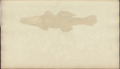 Lindsay Drawings Vol. VII, 22 od John Lindsay