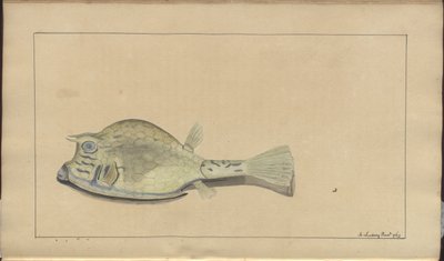 Lindsay Drawings Vol. VII, 25 od John Lindsay