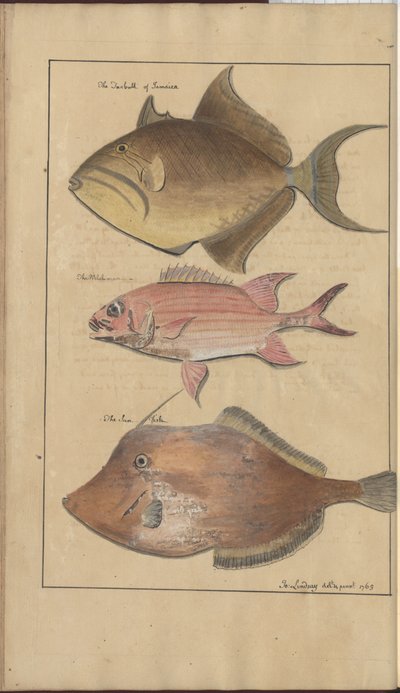 Lindsay Drawings Vol. VII, 6 od John Lindsay