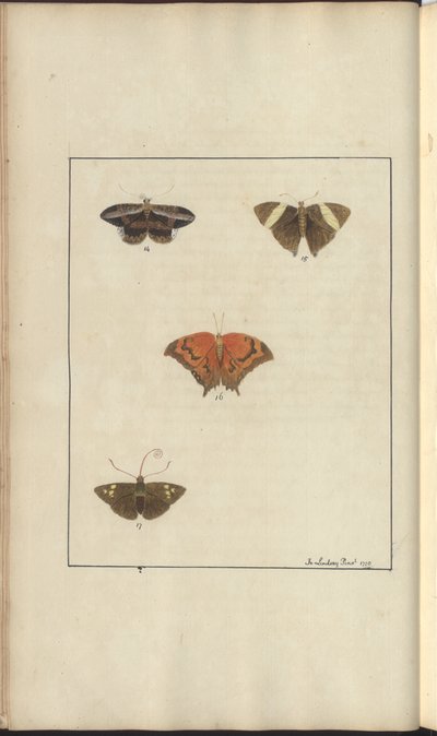 Lindsay Drawings Vol. VI, 41 od John Lindsay