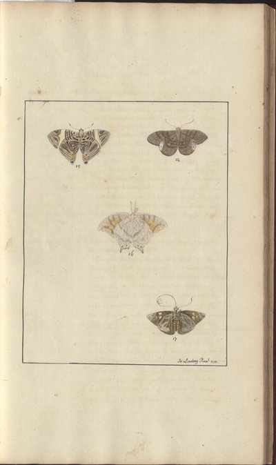Lindsay Drawings Vol. VI, 42 od John Lindsay
