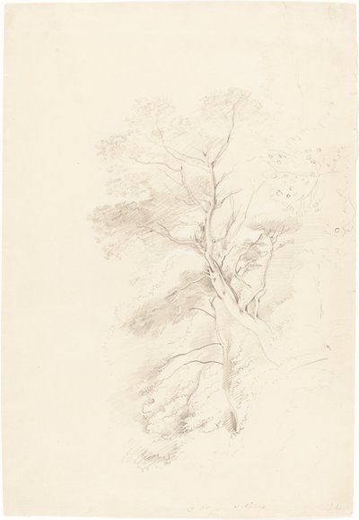 Bukové dřevo od John Linnell