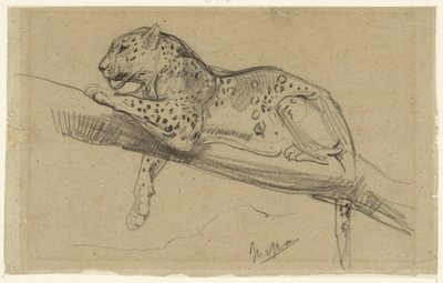 Studie Leoparda ležícího na větvi od John Macallan Swan
