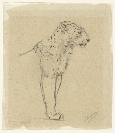 Studie stojícího leoparda od John Macallan Swan
