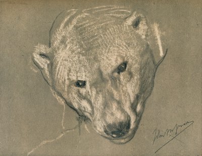 Studie hlavy ledních medvědů, c1901 od John Macallan Swan