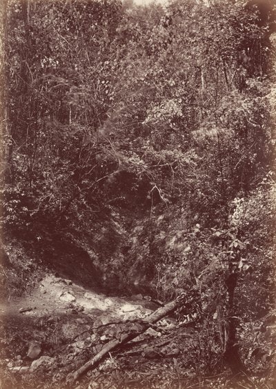 Expedice Darien, 1871 (foto) od John Moran