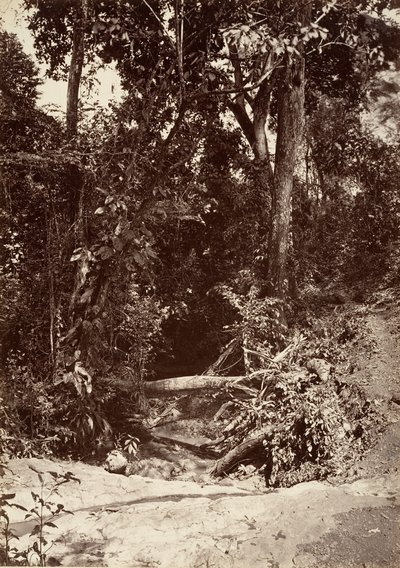 Tropická scenérie, The Brook El Bano, Chipigana, 1871. od John Moran