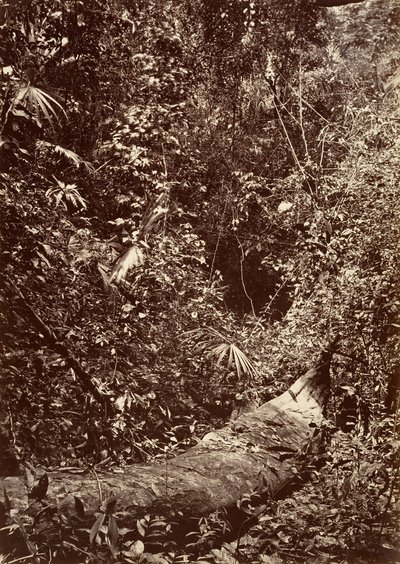 Tropická scenérie, Tropický prales, 1871. od John Moran