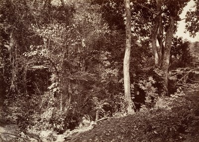 Tropická krajina, pohled poblíž Chipigana, 1871. od John Moran