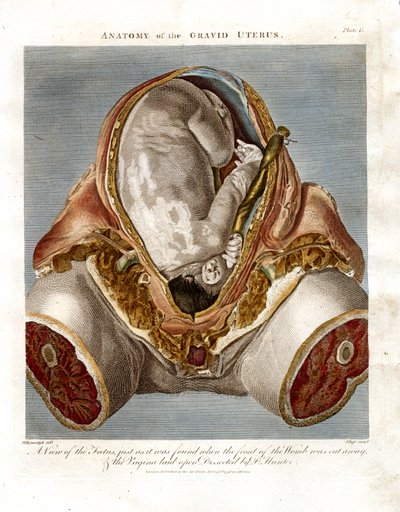 Anatomie gravidní dělohy od John Pass