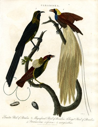 Rajští ptáci (Paradisea) od John Pass