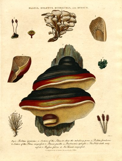 Blasia;Boletus;Buxbaumia;a Byssus od John Pass
