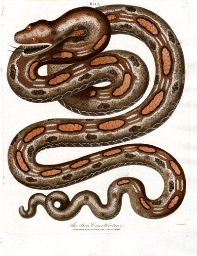 Boa Constrictor od John Pass