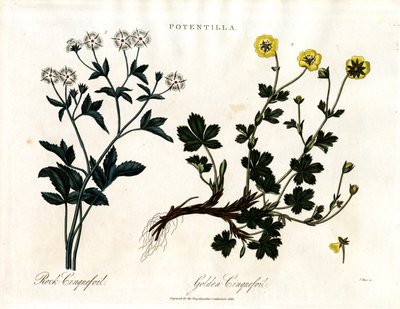 Cinquefoil Druh od John Pass
