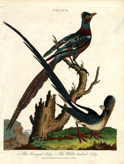 Colius Species (Myšovití ptáci) od John Pass