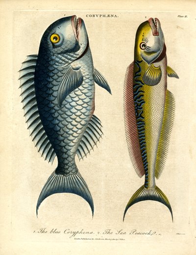 Coryphæna - Delfíni od John Pass