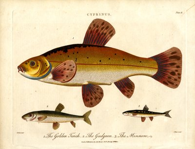 Cyprinus: Lín zlatý;okoun a mník jednovousý od John Pass
