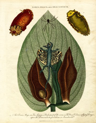 Doris;Draco;a Dracontium od John Pass