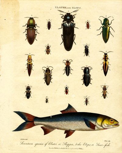 Elater a Elops: Sedmnáct druhů skákavek (Elater nebo Skipper) a rybek (Elops nebo Saur-fish). od John Pass