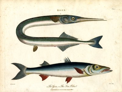 Esox: Štika obecná a mořská od John Pass