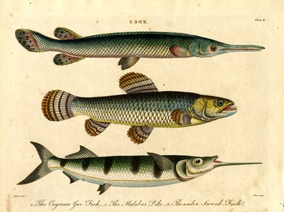 Esox: Druh štiky a mečouna od John Pass